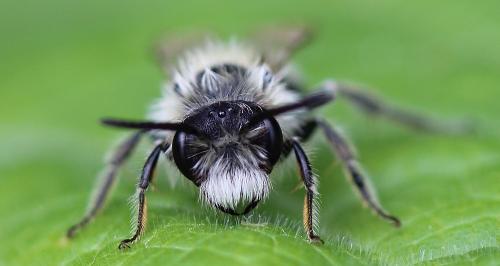 Andrena sp.